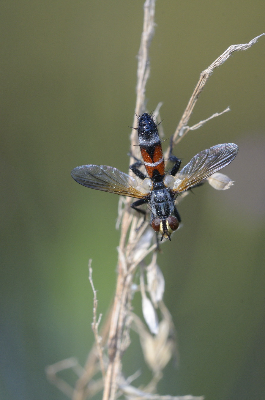 Cylindromyia auriceps  ?